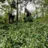 Dejar la cocaína – Aumenta la producción de cocaína