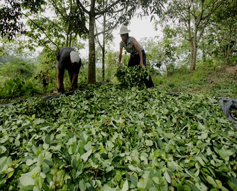 Aumenta la producción de cocaína